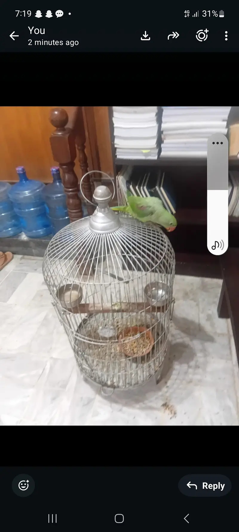 Female raw parriot with cage — photo 4
