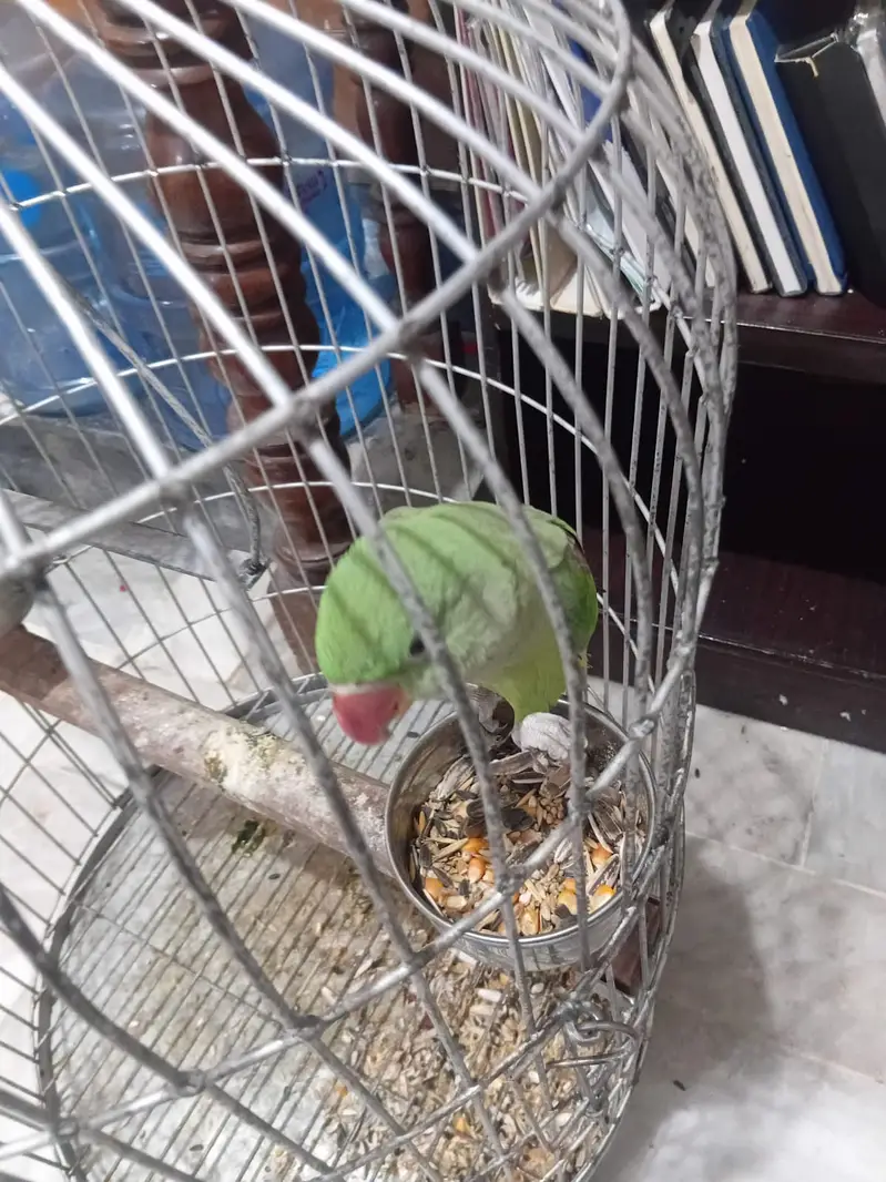Female raw parriot with cage — photo 5