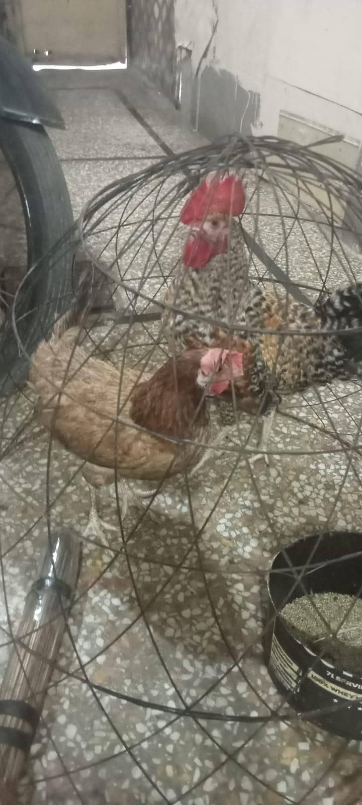 pair egg laying 0
