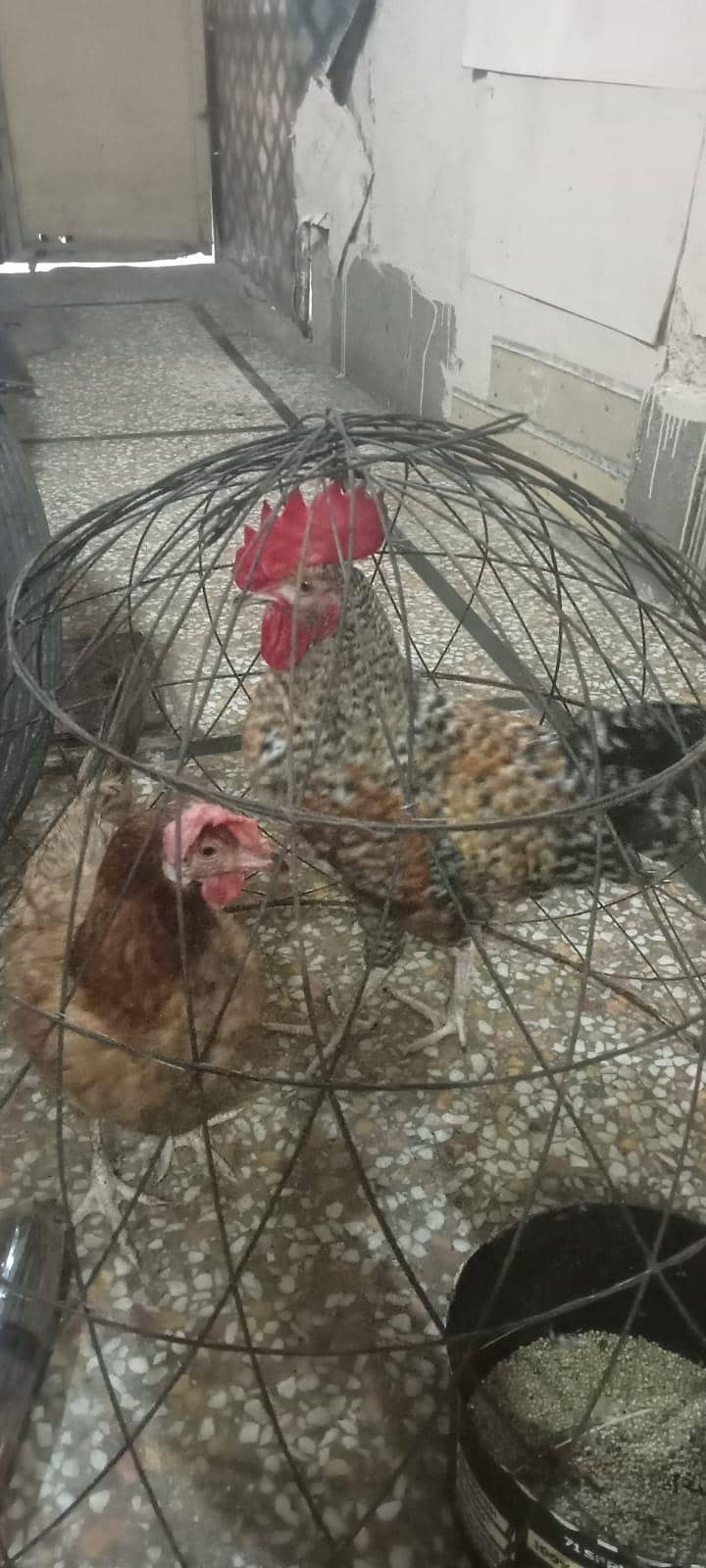 pair egg laying 1