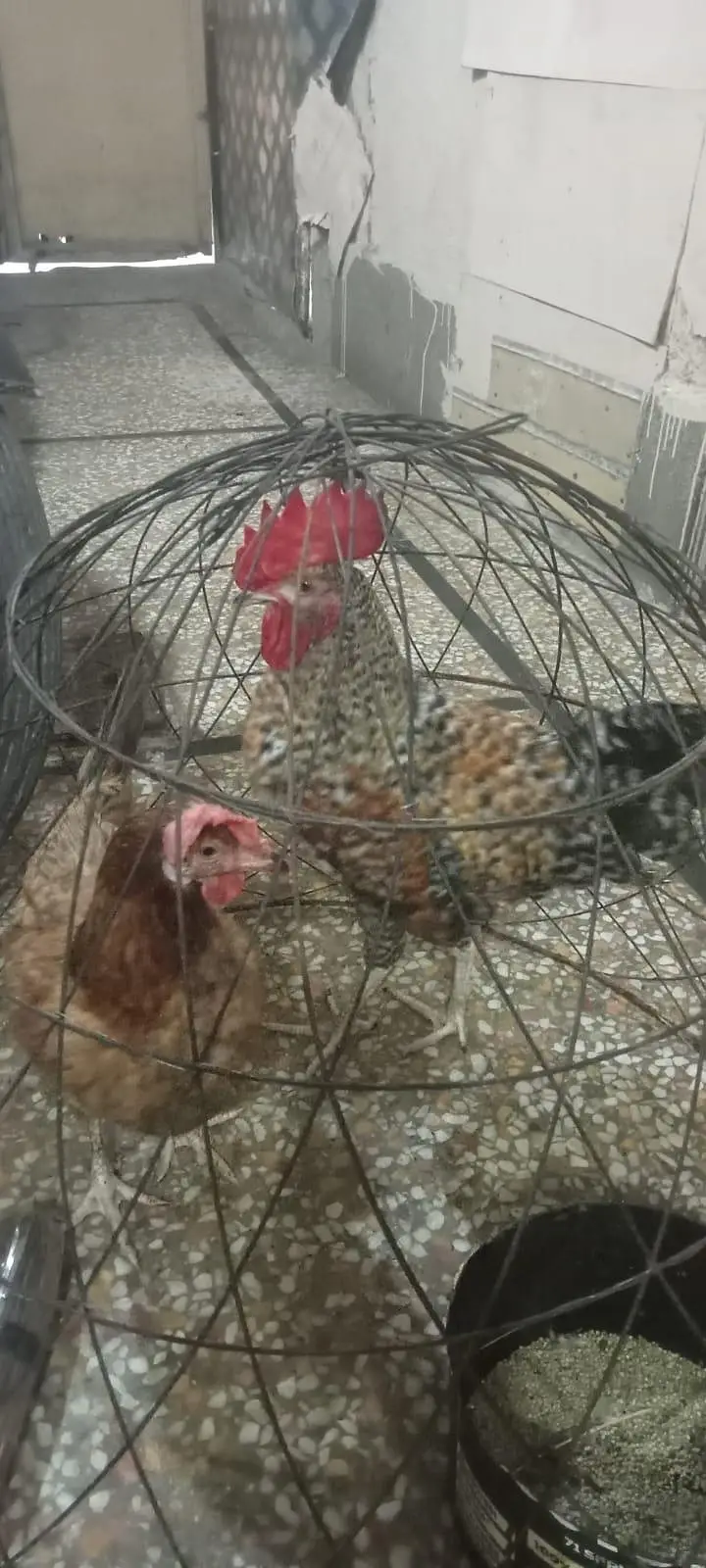 pair egg laying — photo 2