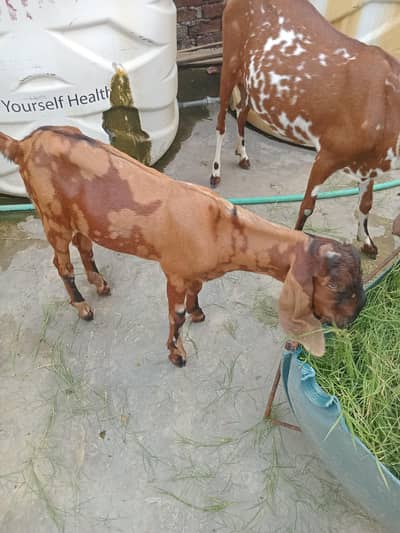 1 bakre 2 baby's female. 1 bakre 1 baby male