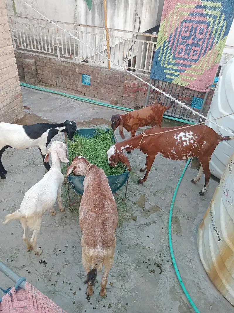 1 bakre 2 baby's female. 1 bakre 1 baby male — photo 2