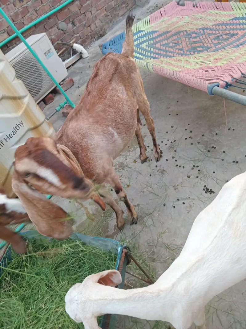 1 bakre 2 baby's female. 1 bakre 1 baby male — photo 4