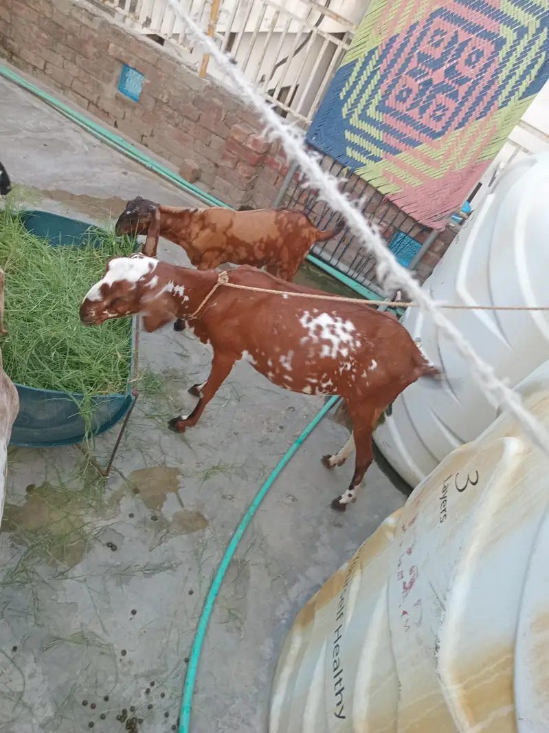 1 bakre 2 baby's female. 1 bakre 1 baby male — photo 5