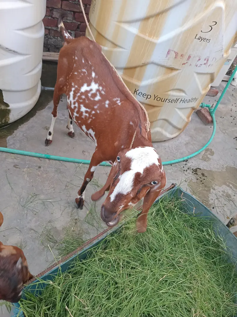 1 bakre 2 baby's female. 1 bakre 1 baby male — photo 6