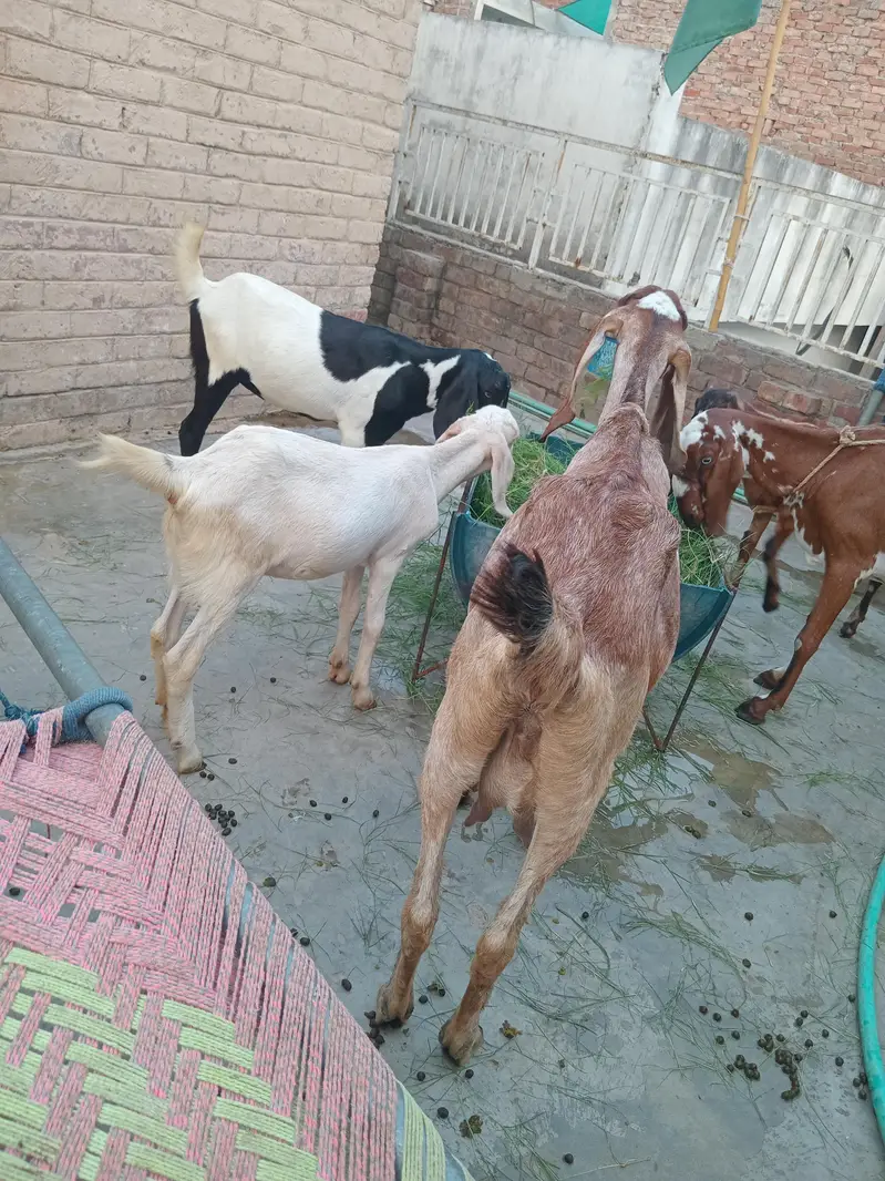1 bakre 2 baby's female. 1 bakre 1 baby male — photo 8