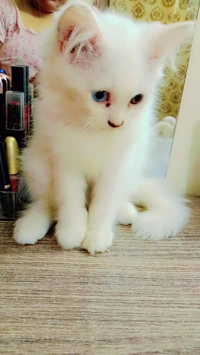 odd eyes double coat