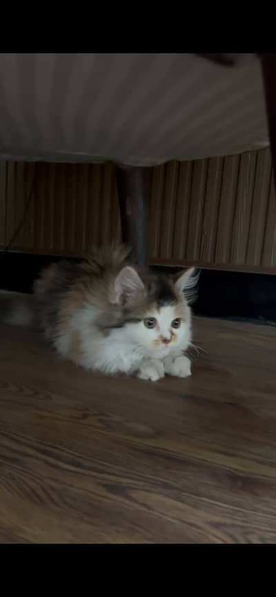 Persian fur cat litter trained with box litter and cat food