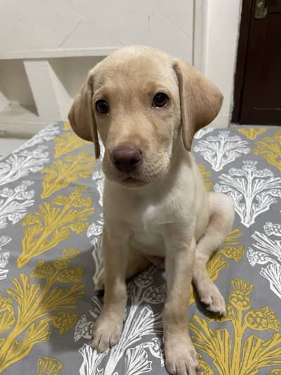 Biscuit-Colored Labrador for Sale