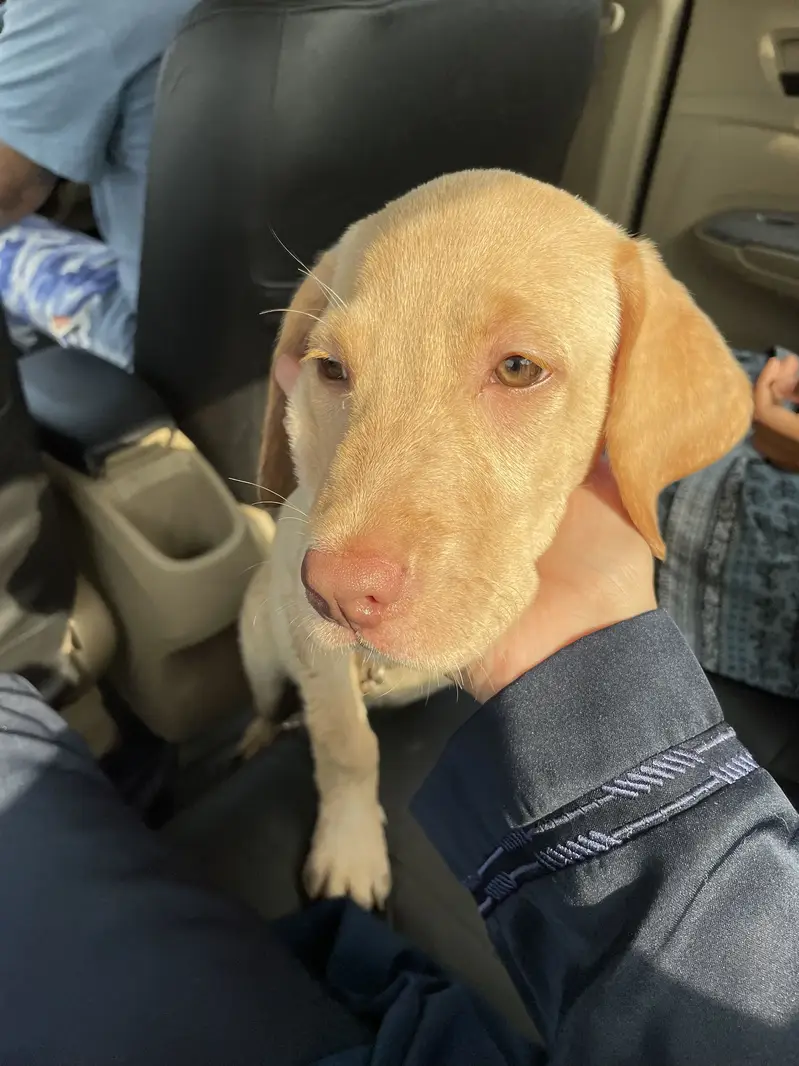 Biscuit-Colored Labrador for Sale — photo 2
