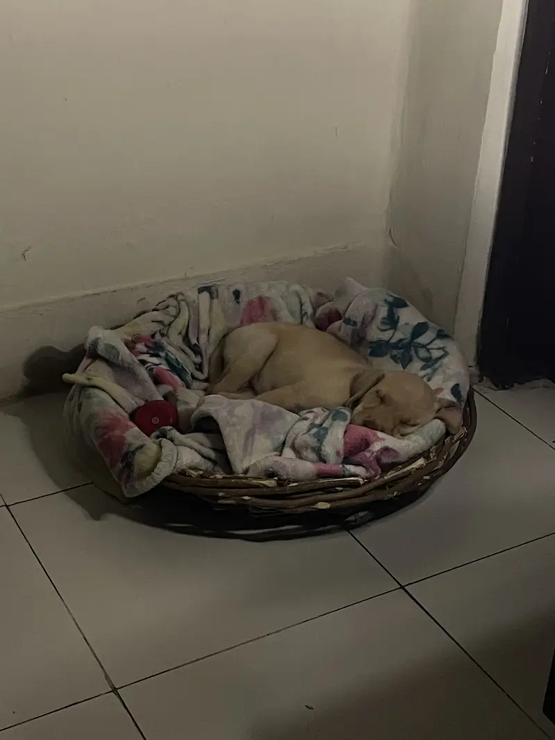 Biscuit-Colored Labrador for Sale — photo 3
