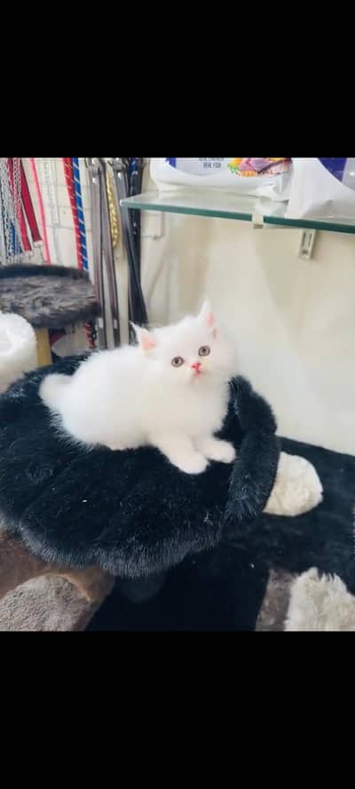 persian cat for sale