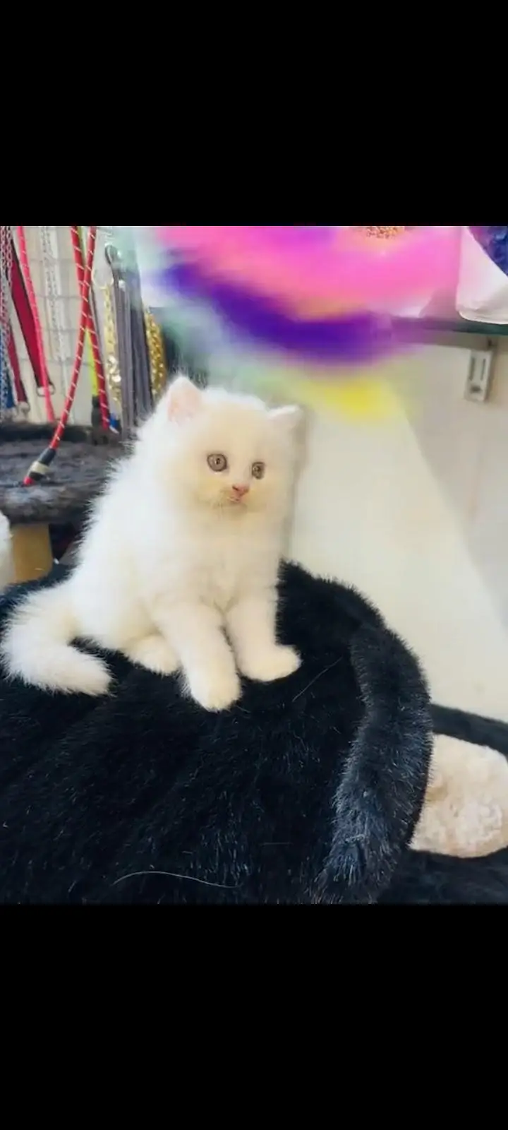 persian cat for sale — photo 2