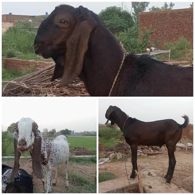 pair for sale