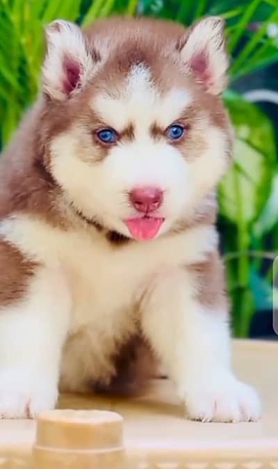 husky puppy vaccination