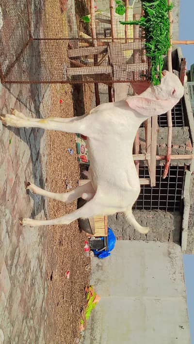 rajanpuri bakra for sale.
