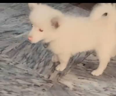 Russian dog for sale