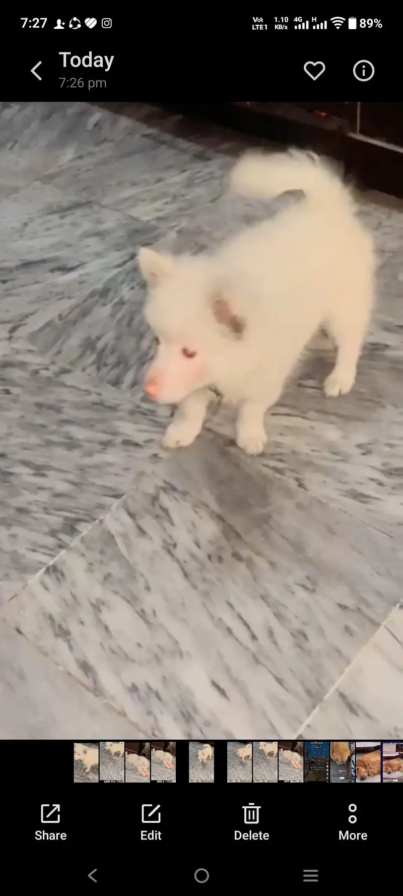 Russian dog for sale — photo 2