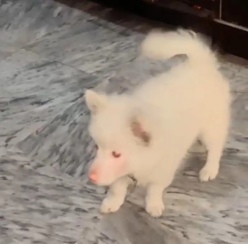 Russian dog for sale — photo 3