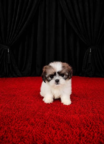 shih tzu puppy female available for sale