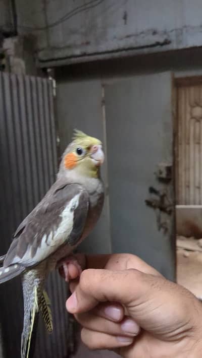 Handtame cocktail baby for sale!