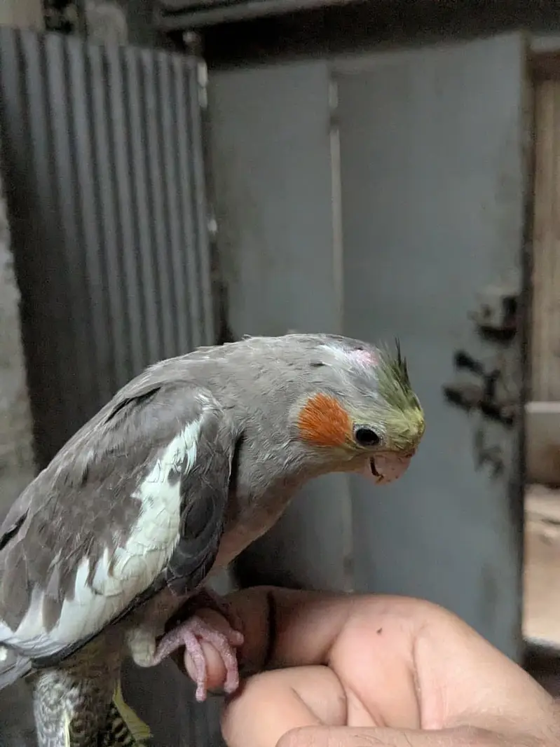 Handtame cocktail baby for sale! — photo 4