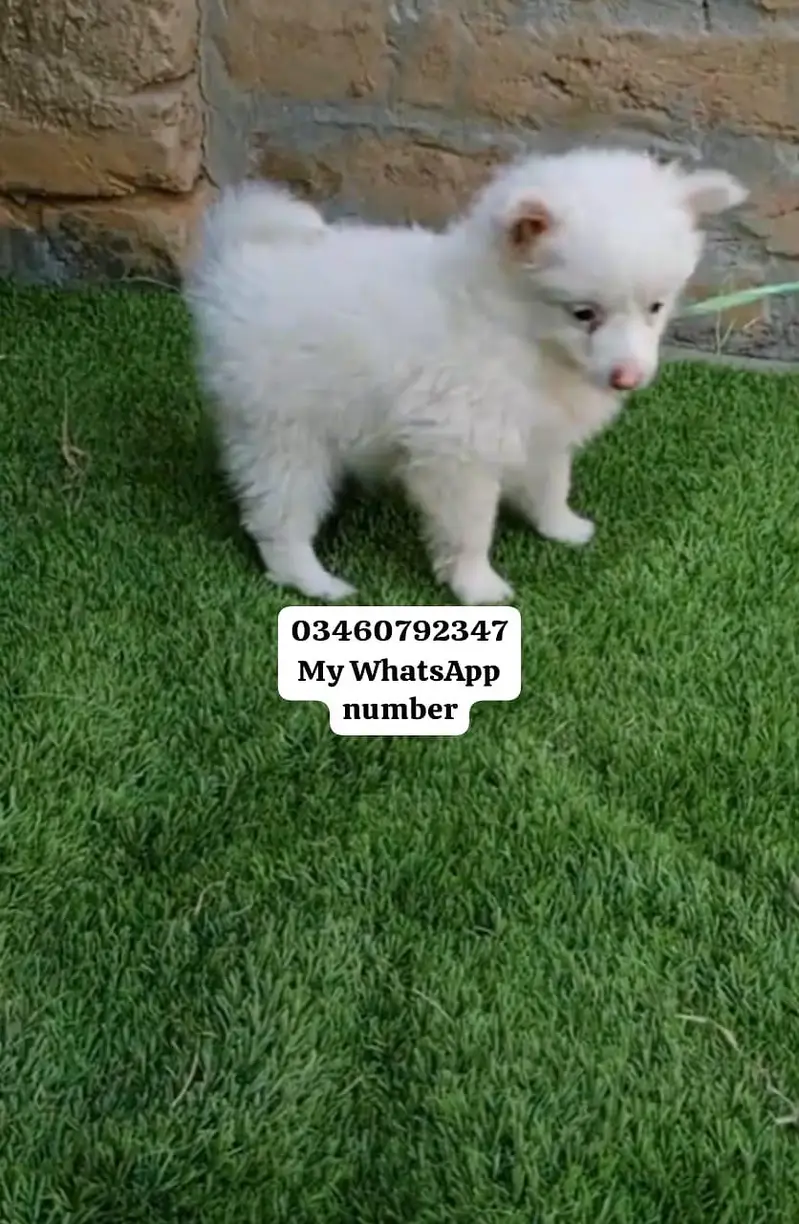 Russian Dog age 3 month — photo 2