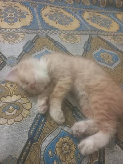 persian