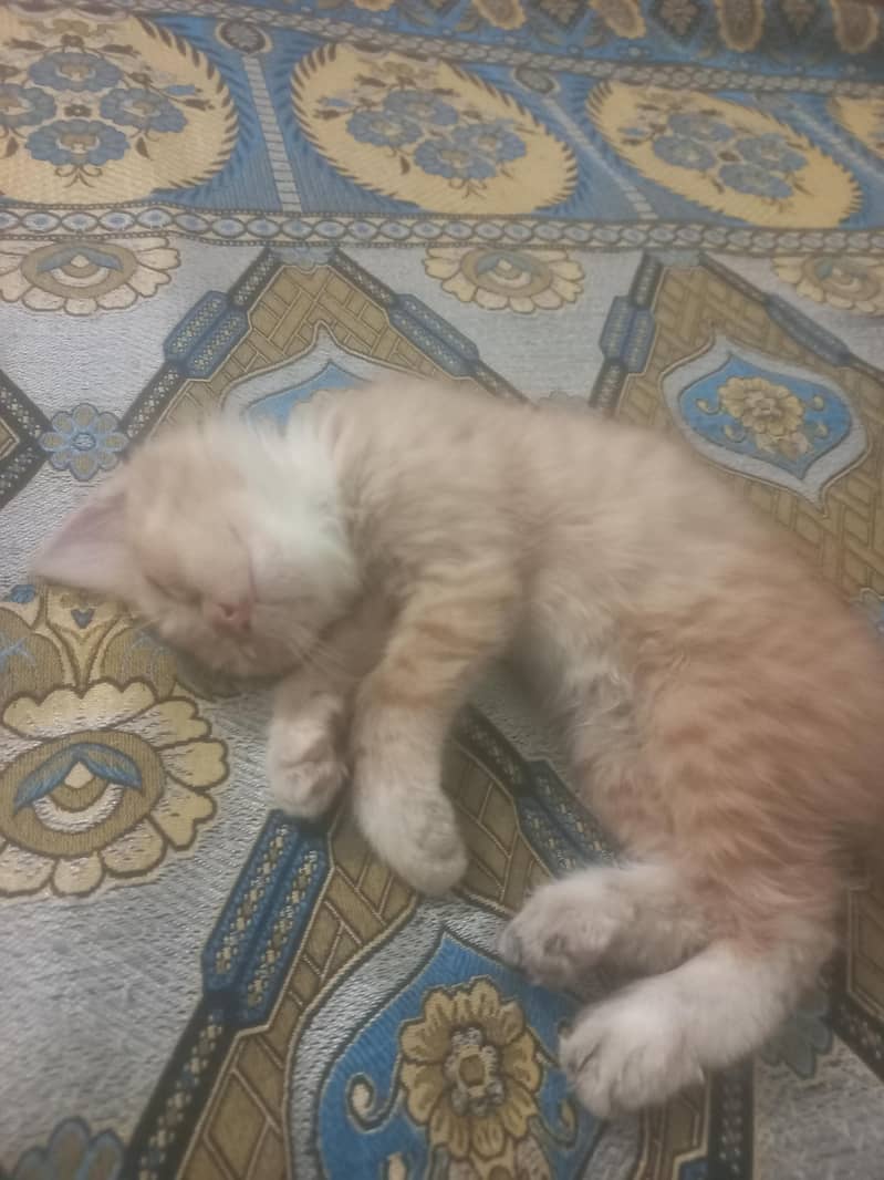 persian 0