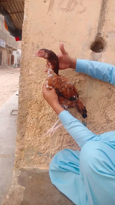 aseel murgi