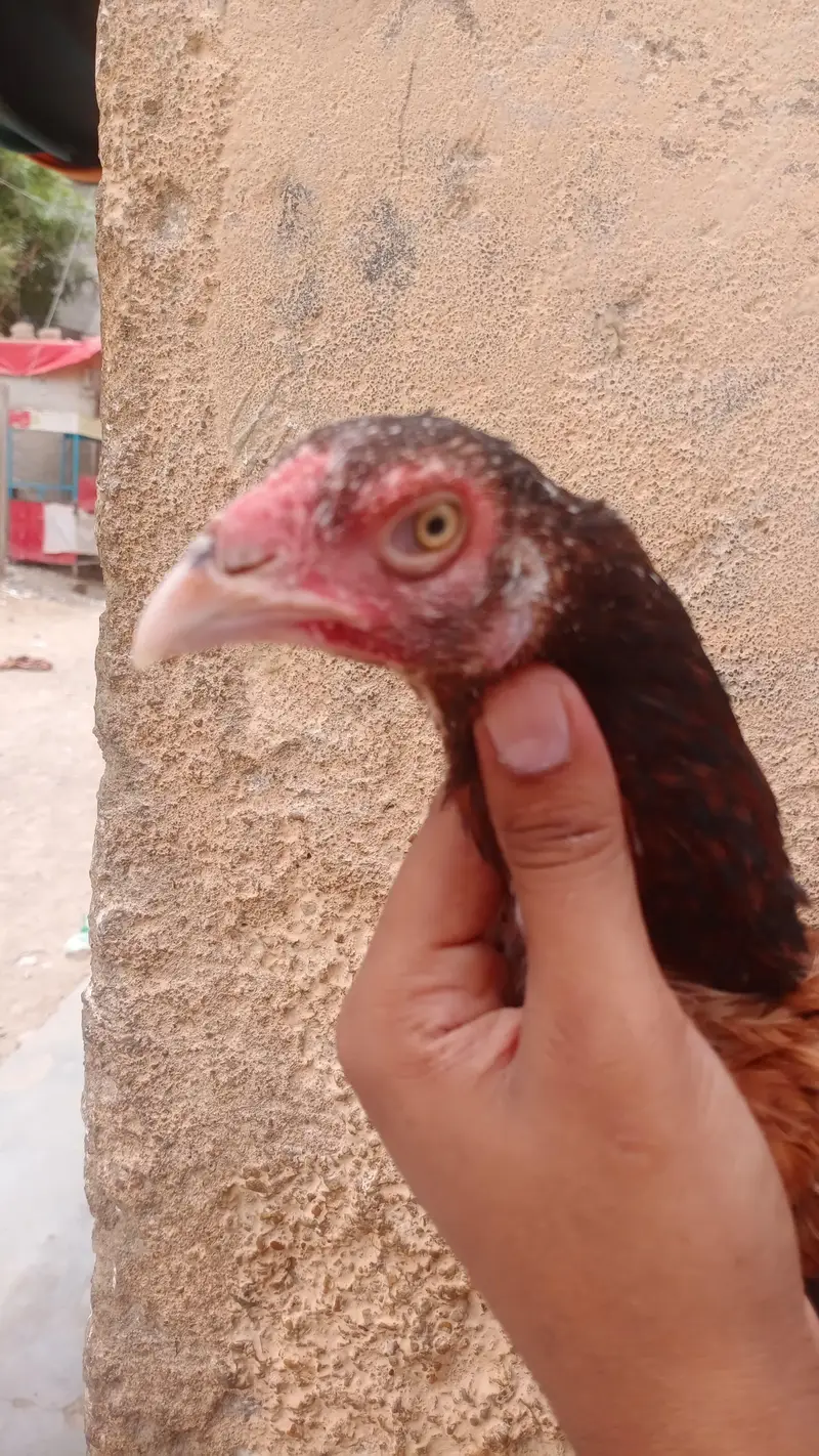 aseel murgi — photo 2