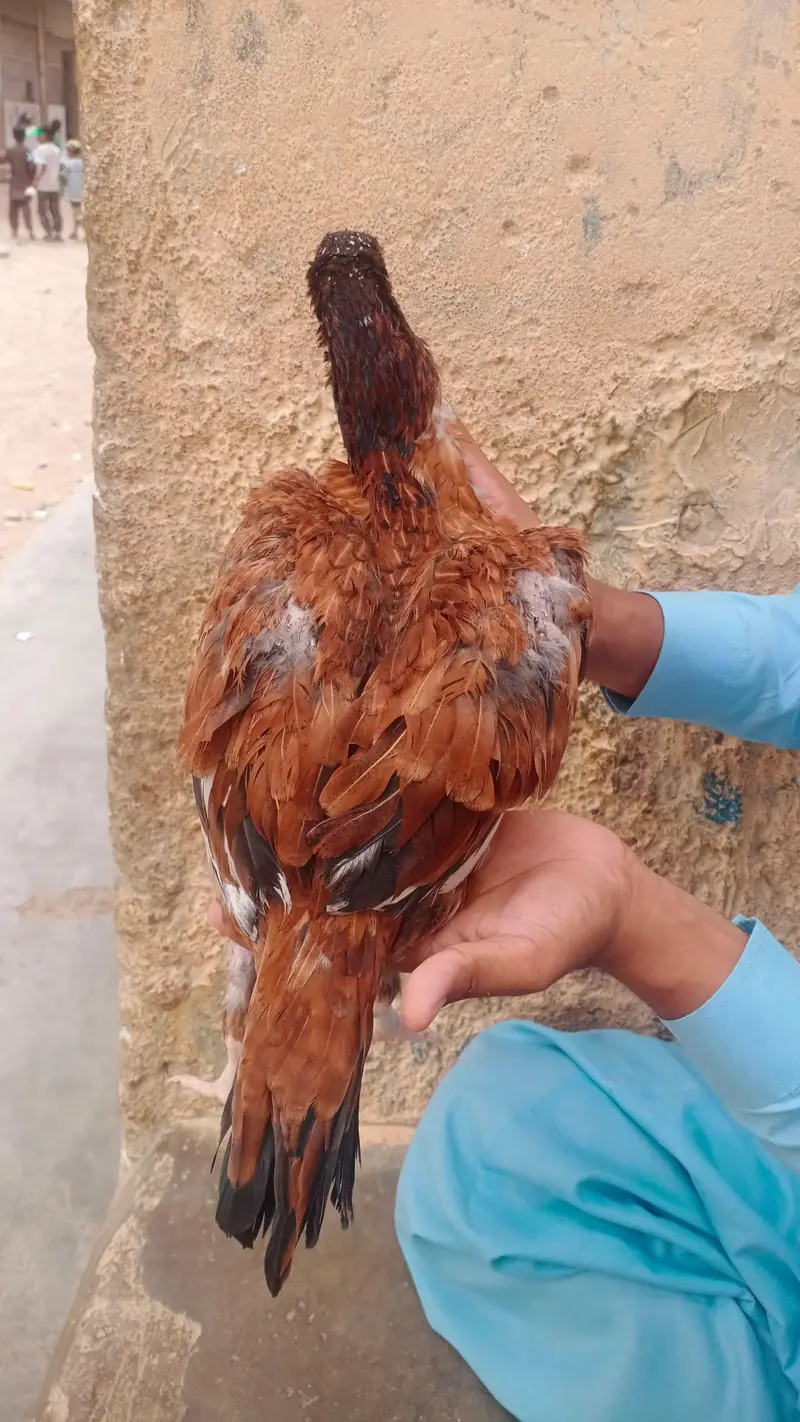 aseel murgi — photo 3