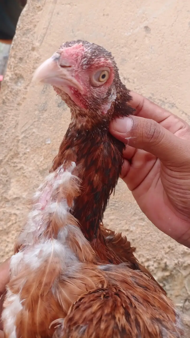 aseel murgi — photo 5