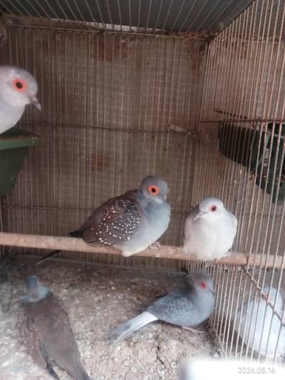 Diamond Doves
