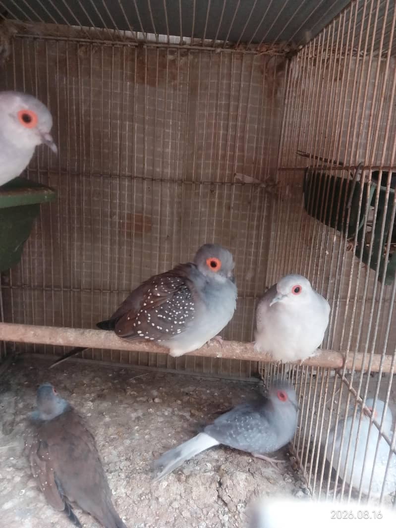Diamond Doves 0