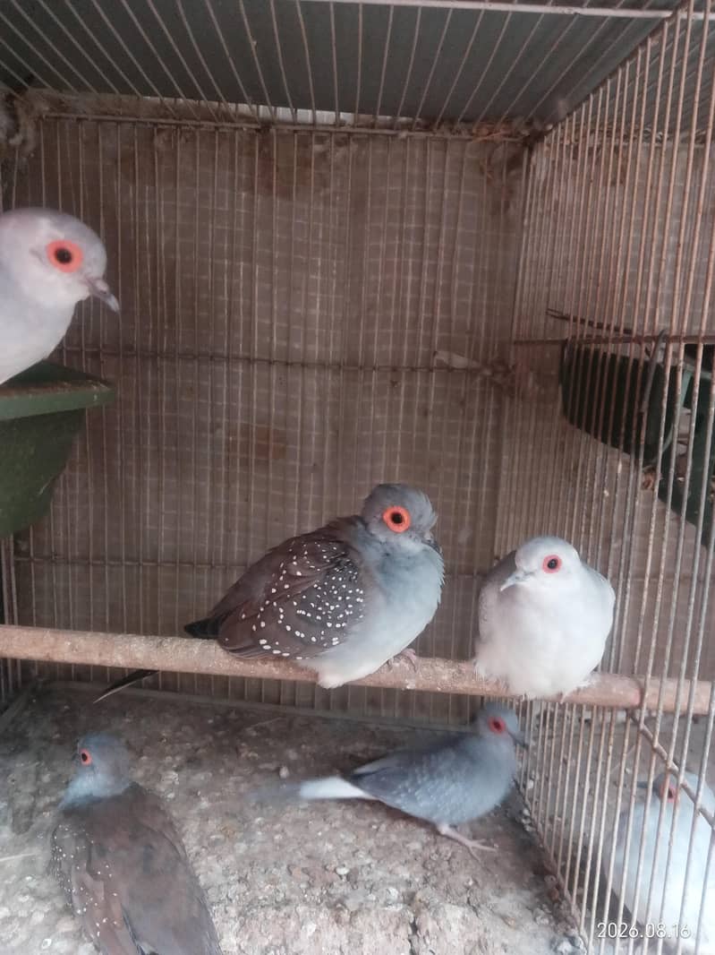 Diamond Doves 1