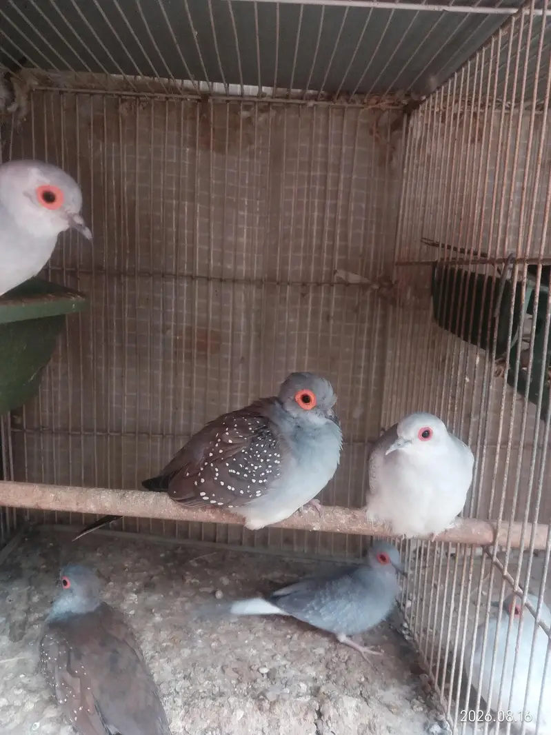 Diamond Doves — photo 2