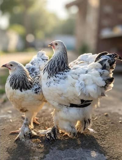Light Columbian Brahma 4 month old trio available