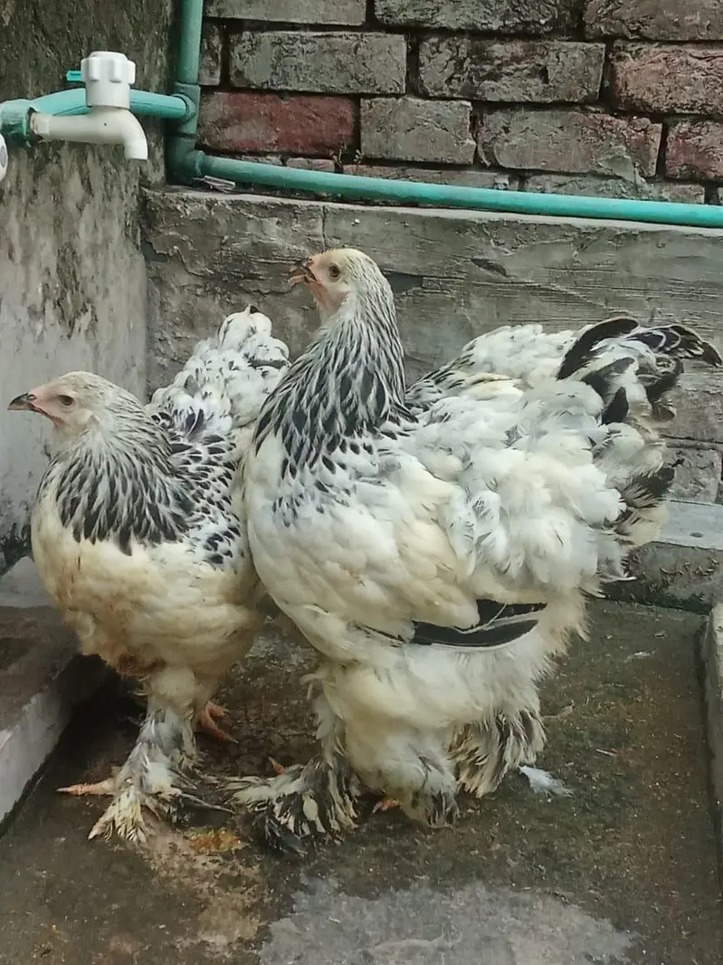 Light Columbian Brahma 4 month old trio available — photo 2