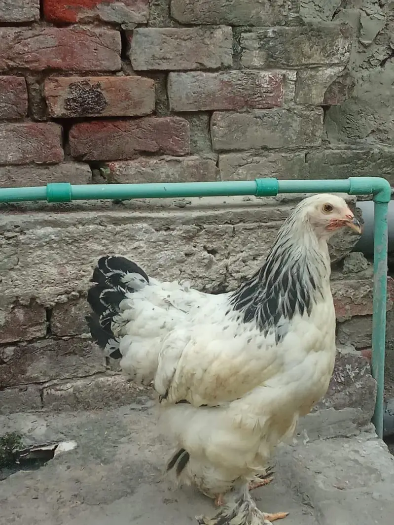 Light Columbian Brahma 4 month old trio available — photo 3
