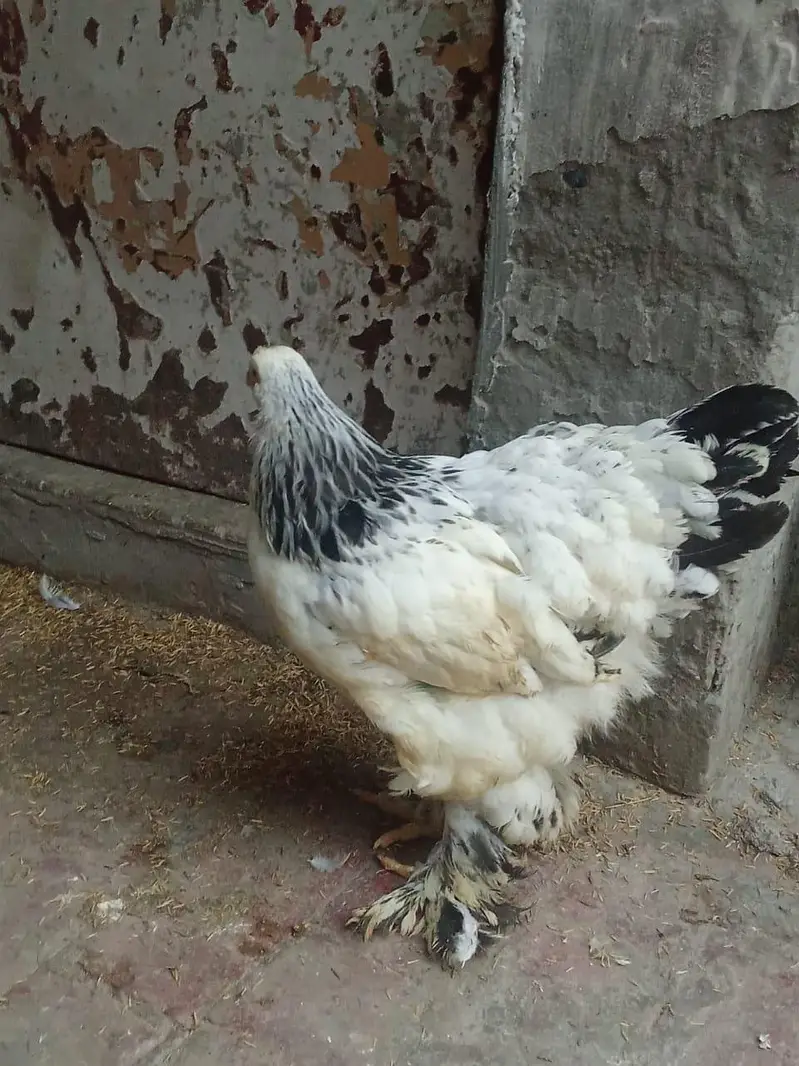 Light Columbian Brahma 4 month old trio available — photo 4