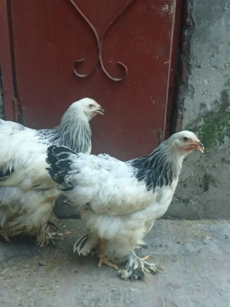 Light Columbian Brahma 4 month old trio available — photo 5