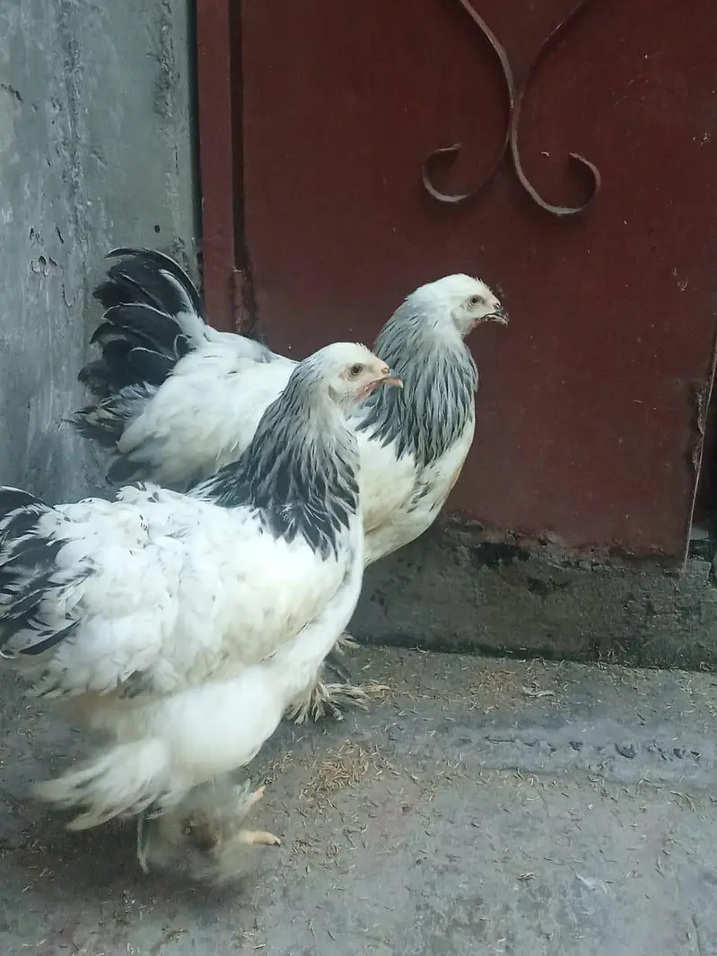 Light Columbian Brahma 4 month old trio available — photo 6
