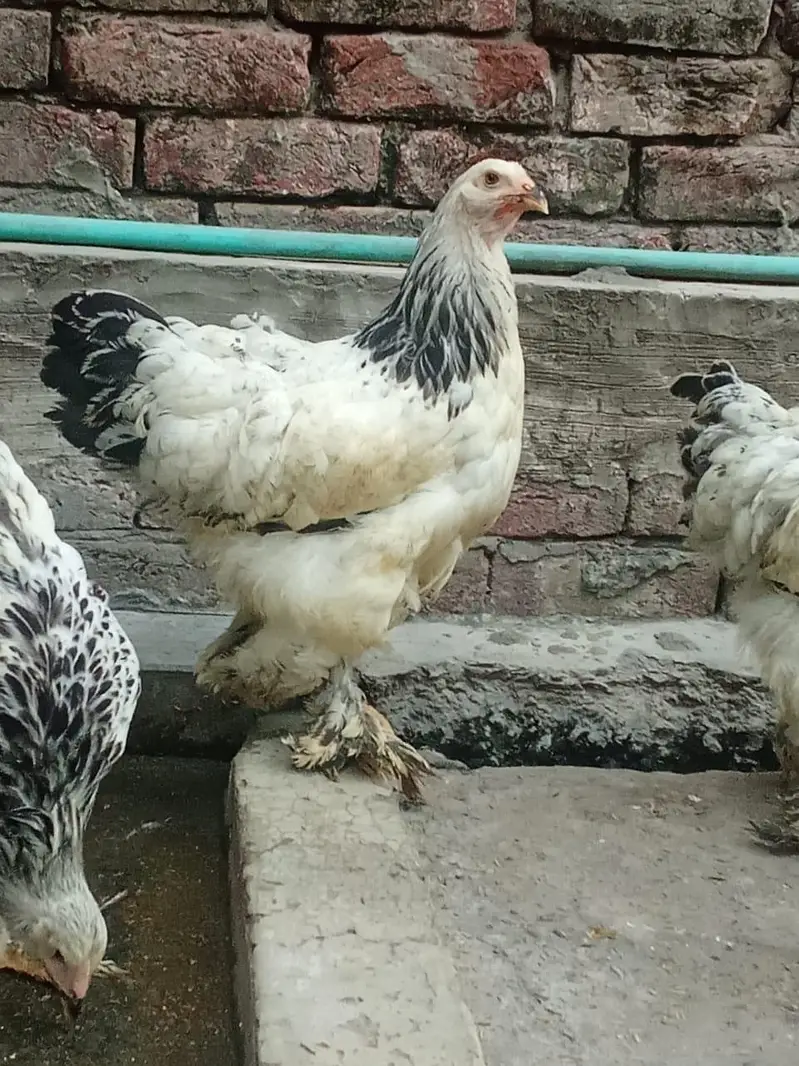 Light Columbian Brahma 4 month old trio available — photo 7