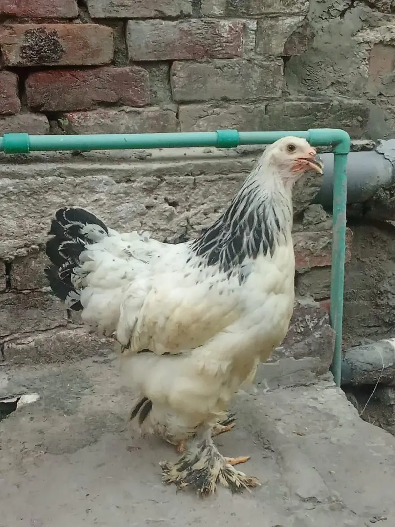 Light Columbian Brahma 4 month old trio available — photo 8