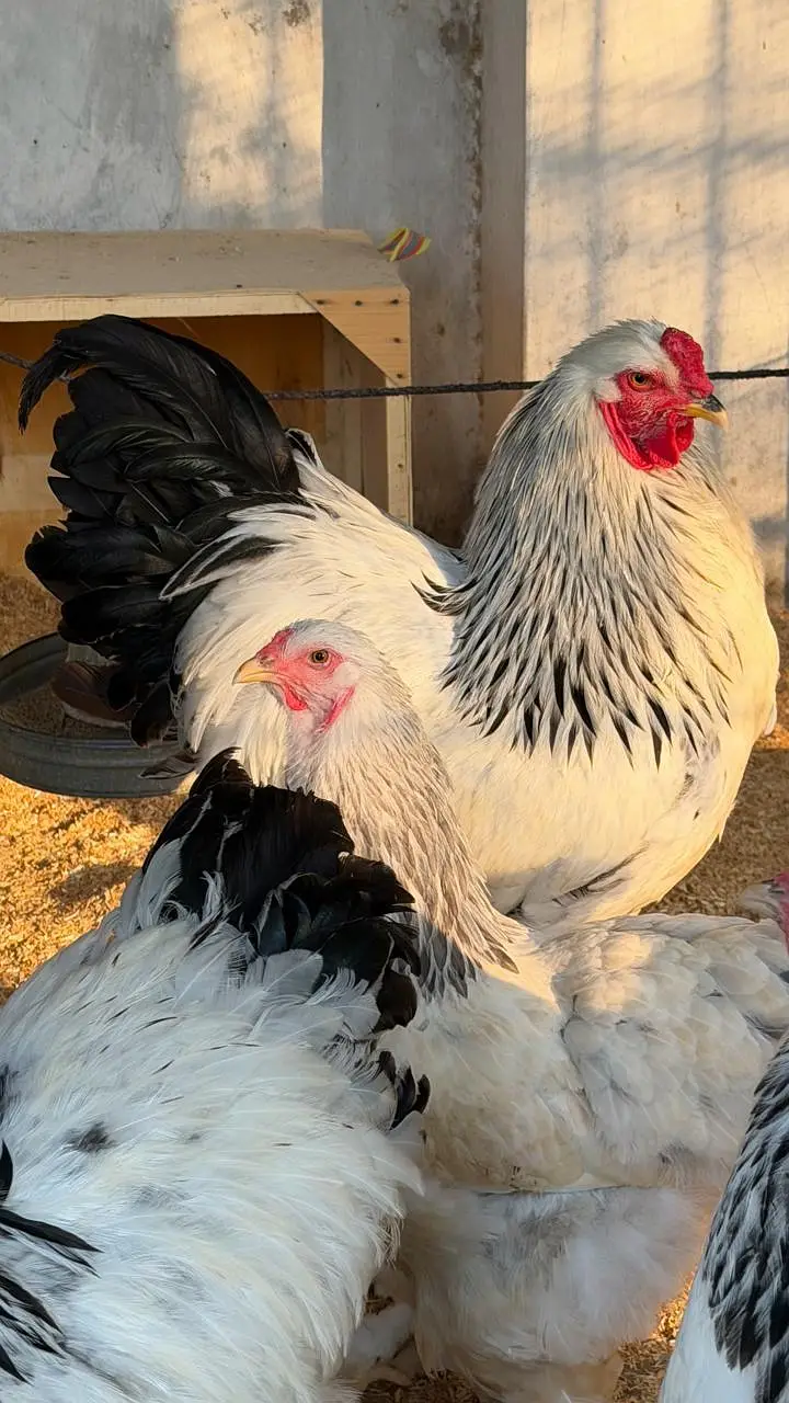 Light Columbian Brahma 4 month old trio available — photo 11