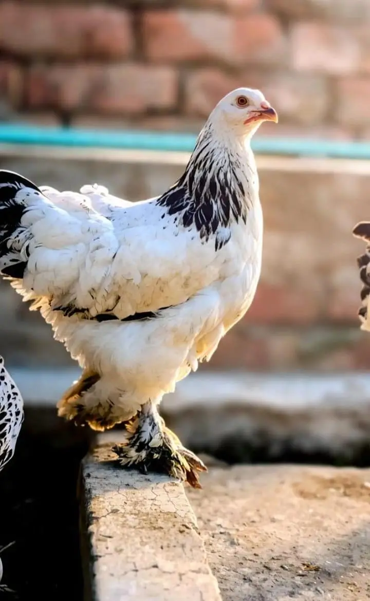 Light Columbian Brahma 4 month old trio available — photo 12