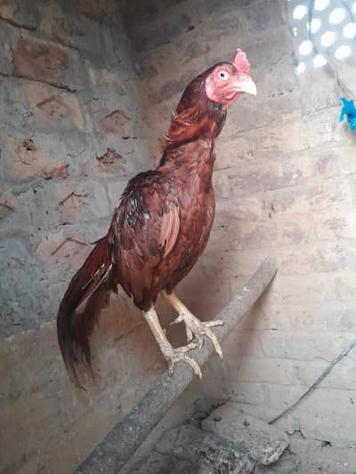 Mianwali Aseel