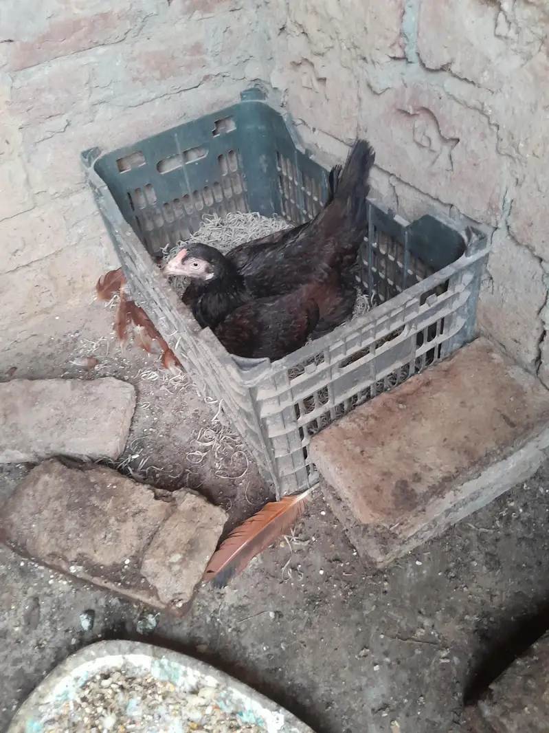 Mianwali Aseel — photo 2